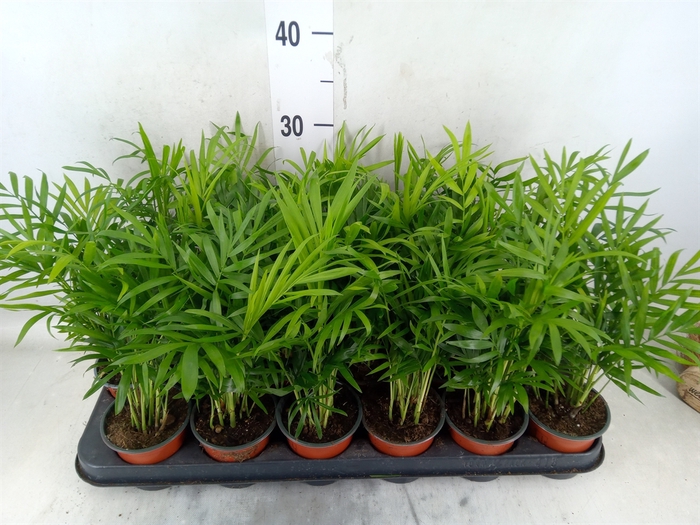 <h4>Chamaedorea elegans</h4>