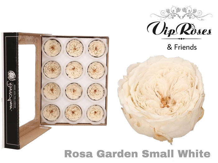 <h4>R PRESERVED GARDEN SMALL WHITE</h4>