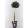 Ilex crenata Dark Green