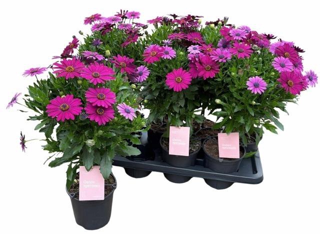 <h4>OSTEO SUNNY MARY</h4>