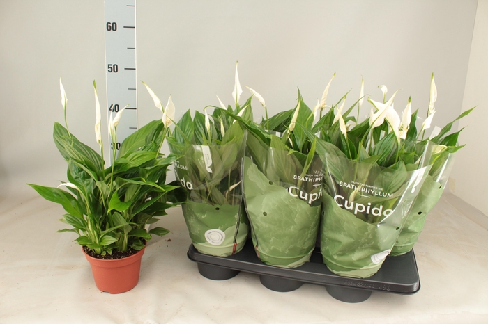 <h4>SPATH PEARL CUPIDO</h4>