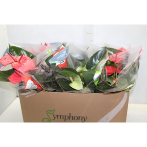 ANTHURIUM VARIADO P15