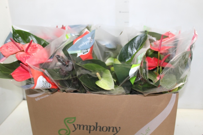 <h4>ANTHURIUM VARIADO P15</h4>