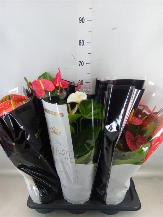 <h4>Anthurium ...mix</h4>