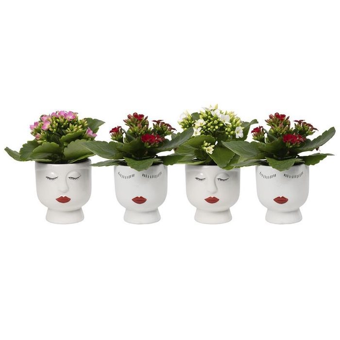 <h4>KALANCHOE BLOSSFELDIANA p6</h4>