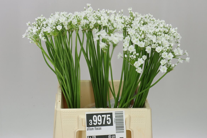 <h4>Allium Flocon</h4>