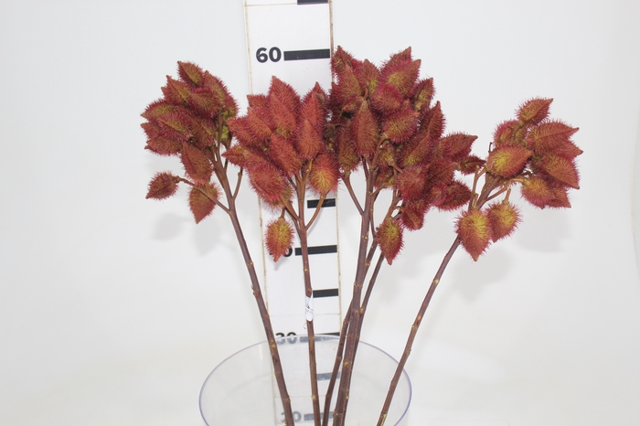 <h4>FOLHAGEM URUCUM</h4>