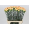 Dianthus St Rita