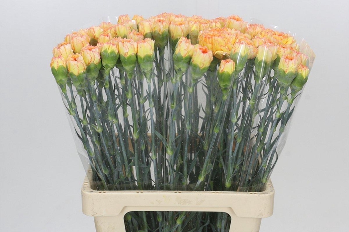 <h4>Dianthus St Rita</h4>
