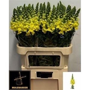 Antirrhinum Yellow