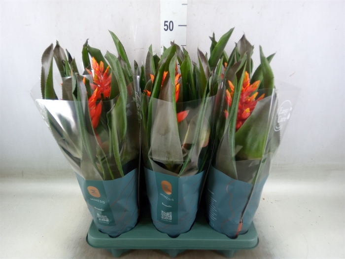 <h4>Aechmea  'Pepita Elegant Flames'</h4>