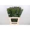 Phlox P Crissy