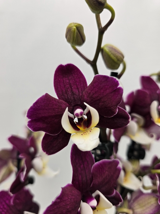 <h4>Limited 63 week 18</h4>