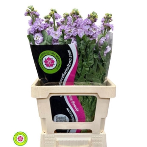 Matthiola Iron Marine