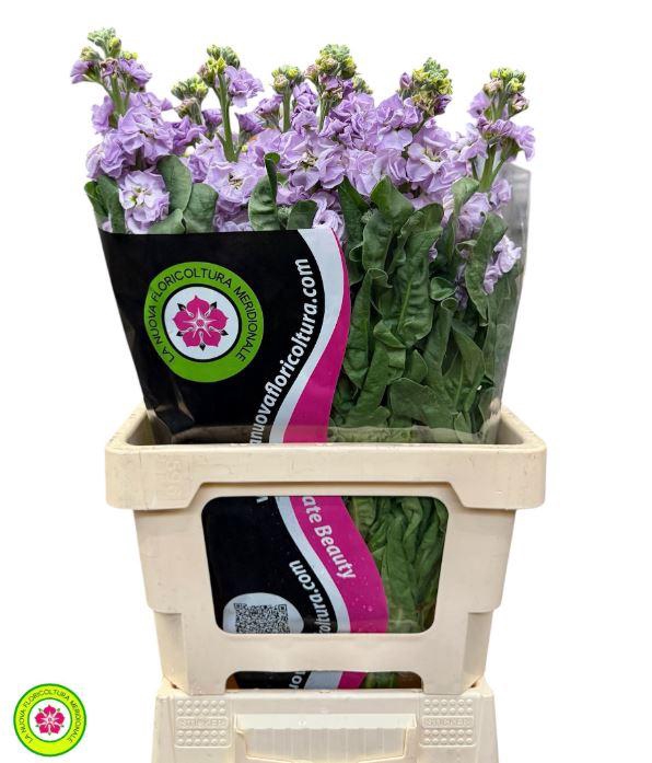 <h4>Matthiola Iron Marine</h4>