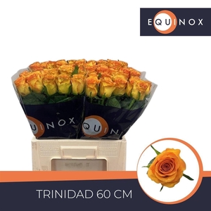 Rosa large flowered Trinidad