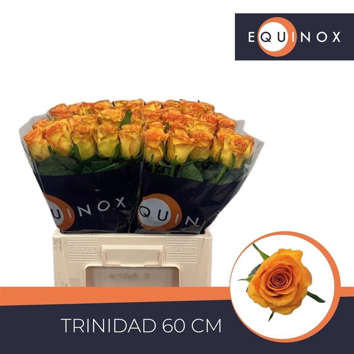 <h4>Rosa large flowered Trinidad</h4>