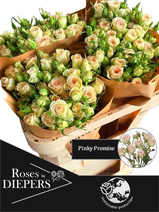 <h4>R TR PINKY PROMISE</h4>