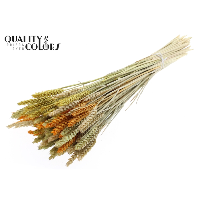 <h4>Triticum per bunch Summer Mix</h4>