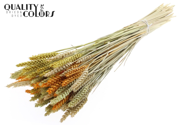 Triticum per bunch Summer Mix