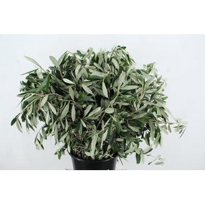 Olea europaea   .../bos
