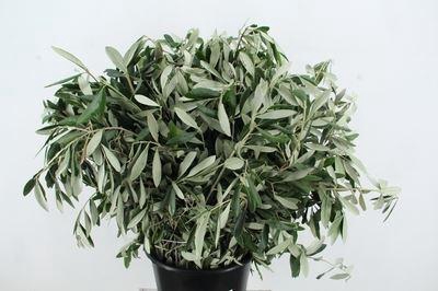 <h4>Olea europaea   .../bos</h4>