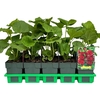Alcea