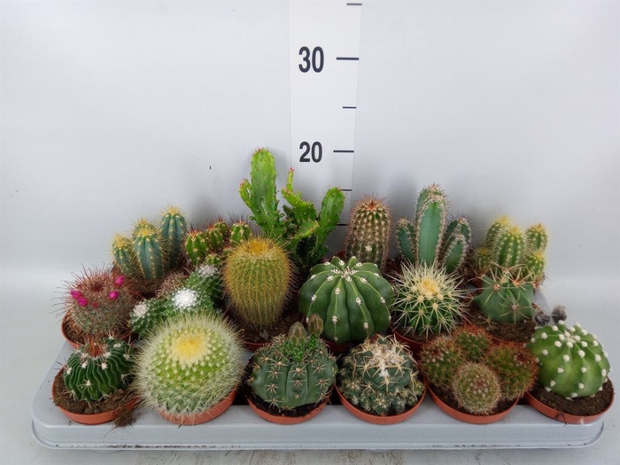 <h4>Cactus   ...mix</h4>