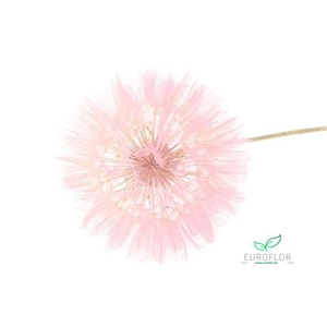 DANDELION 1PC D12 35CM PINK