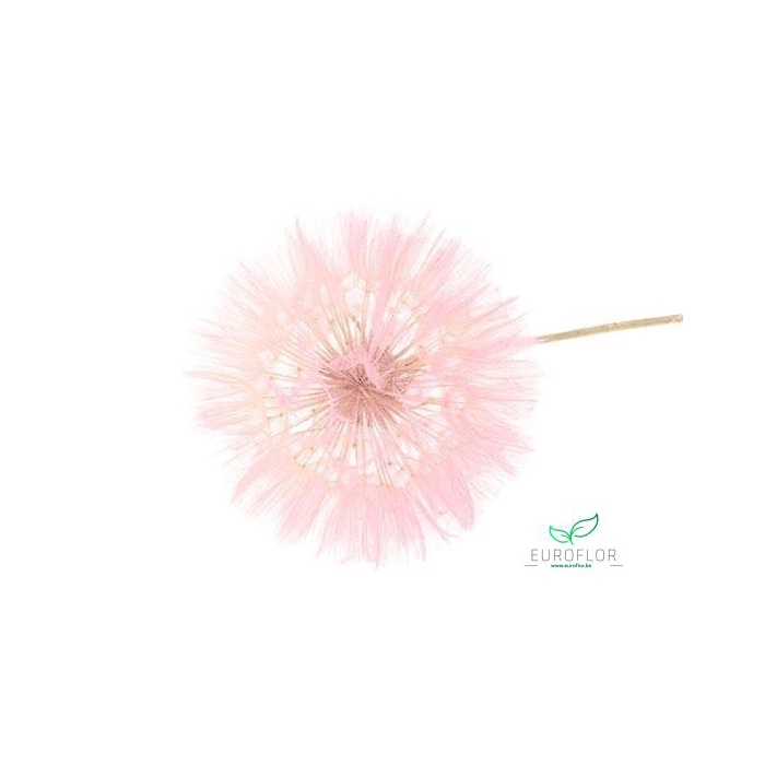 <h4>DANDELION 1PC D12 35CM PINK</h4>