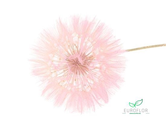 DANDELION 1PC D12 35CM PINK