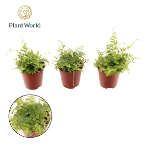 Nephrolepis Green Fantasy