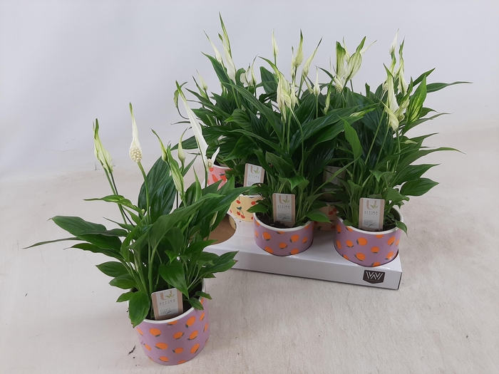 <h4>SPATH CHOPIN</h4>