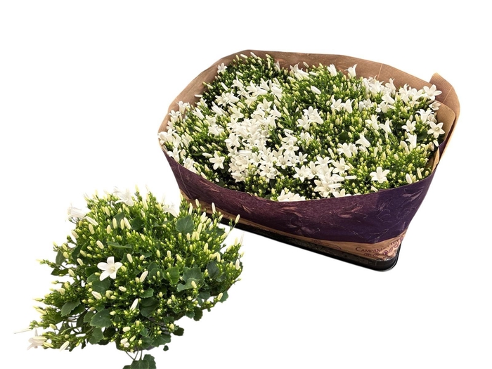 <h4>CAMP POR ROYAL</h4>