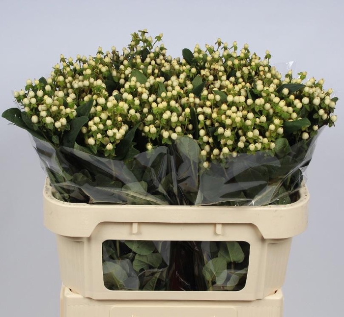 <h4>HYP ANDROSAEMUM OV</h4>