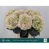 Hydrangea my beautiful pinktouch classic