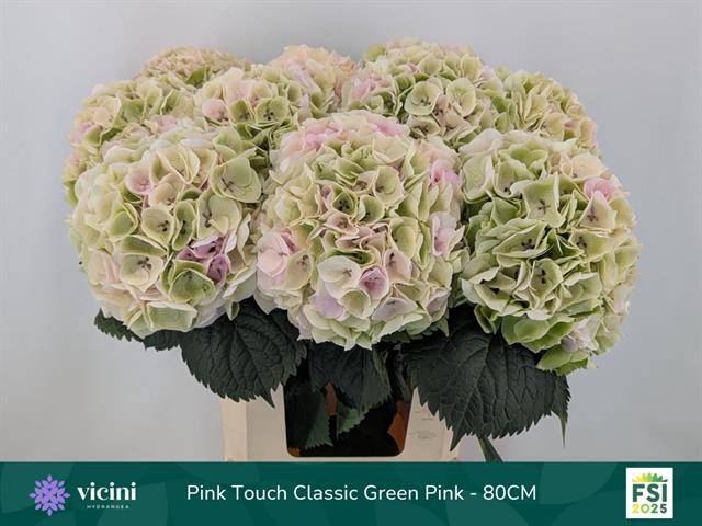 Hydrangea my beautiful pinktouch classic