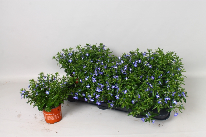 <h4>LOBE ER BAHARI BLUE</h4>