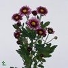 WAX APPEL H%