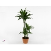 Dracaena fr de 'Art'