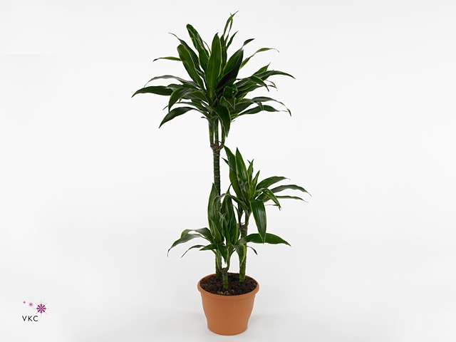 Dracaena fr de 'Art'