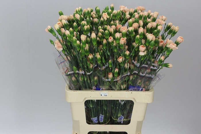 <h4>Di Tr Peach</h4>