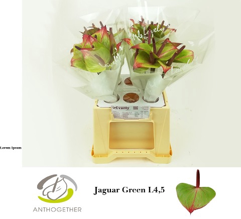 ANTH JAGUAR GREEN 40 L4,5