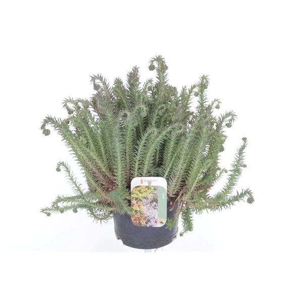 <h4>Sedum forsterianum Oracle</h4>