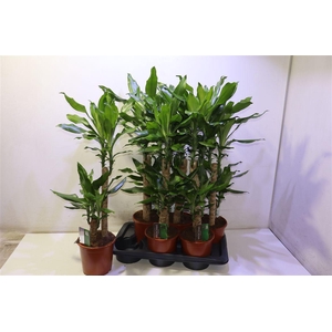 arr8 Dra Frag Steudneri