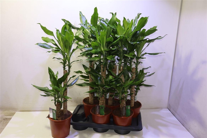 <h4>arr8 Dra Frag Steudneri</h4>