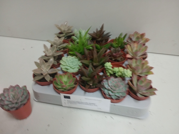 <h4>SUCC GEM 6 SRT</h4>