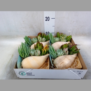 Planten  ..in schelp L%