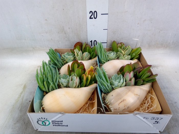 <h4>Planten  ..in schelp L%</h4>