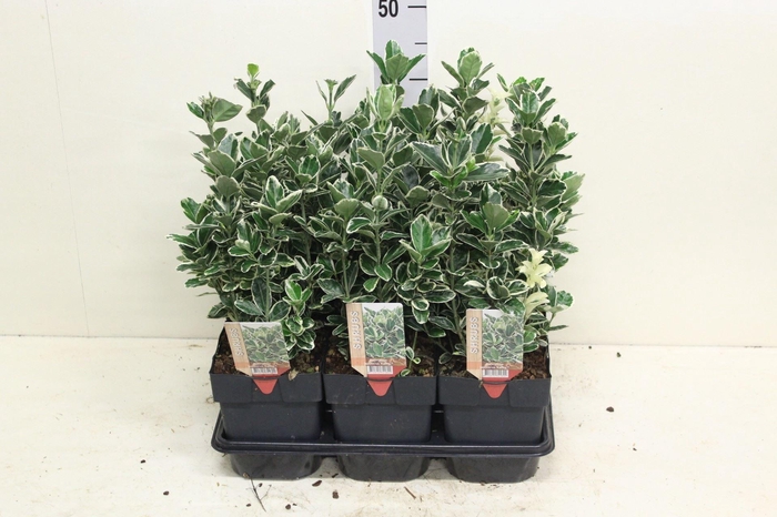 <h4>Euonymus japon. 'Kathy'</h4>